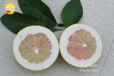 C. grandis Frutto rosa3 - 